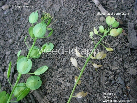pennycress, thoroughwort